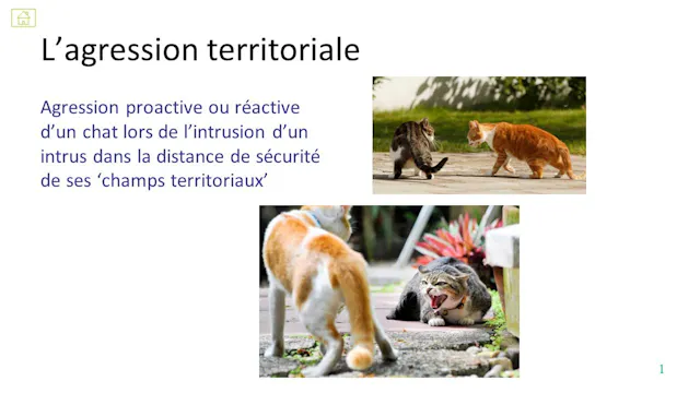 26 agression territoriale