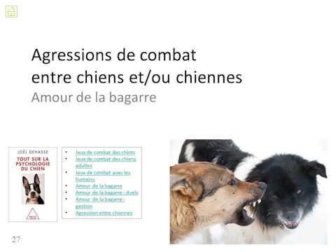 fccc4.06b - Agression entre chiens - chiennes
