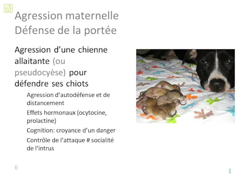 FCCC4.11 - Agression maternelle