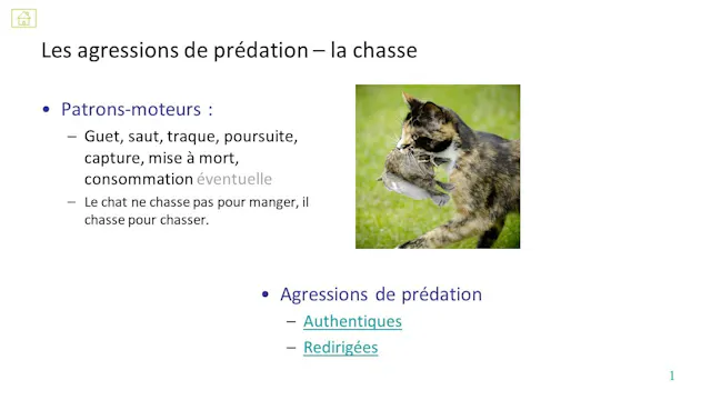 31 agression de prédation