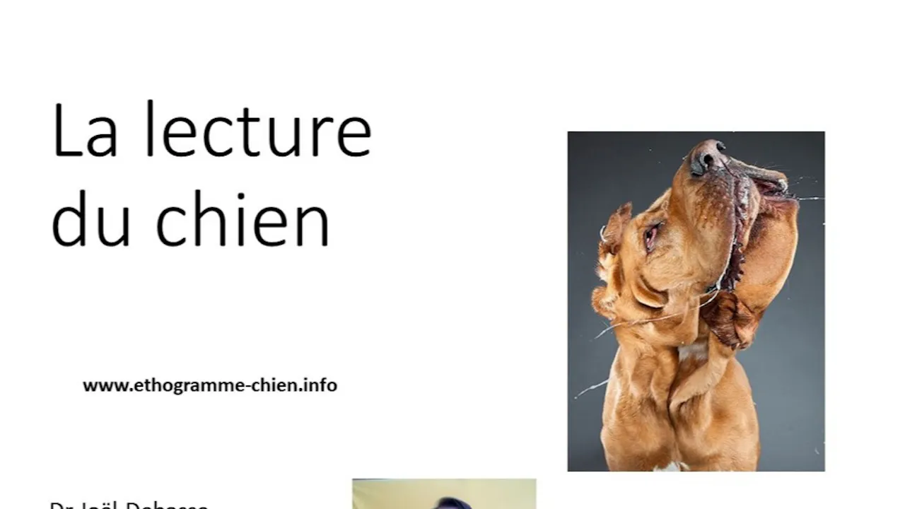 La lecture du chien - la communication (2020)