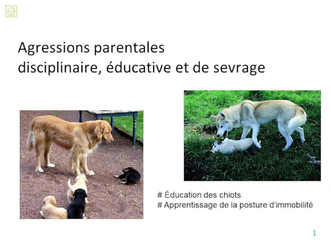FCCC4.05 - Agression parentale