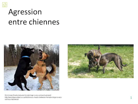 fccc4.06c - Agressions entre femelles