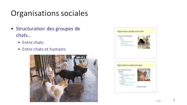 16 social organisation