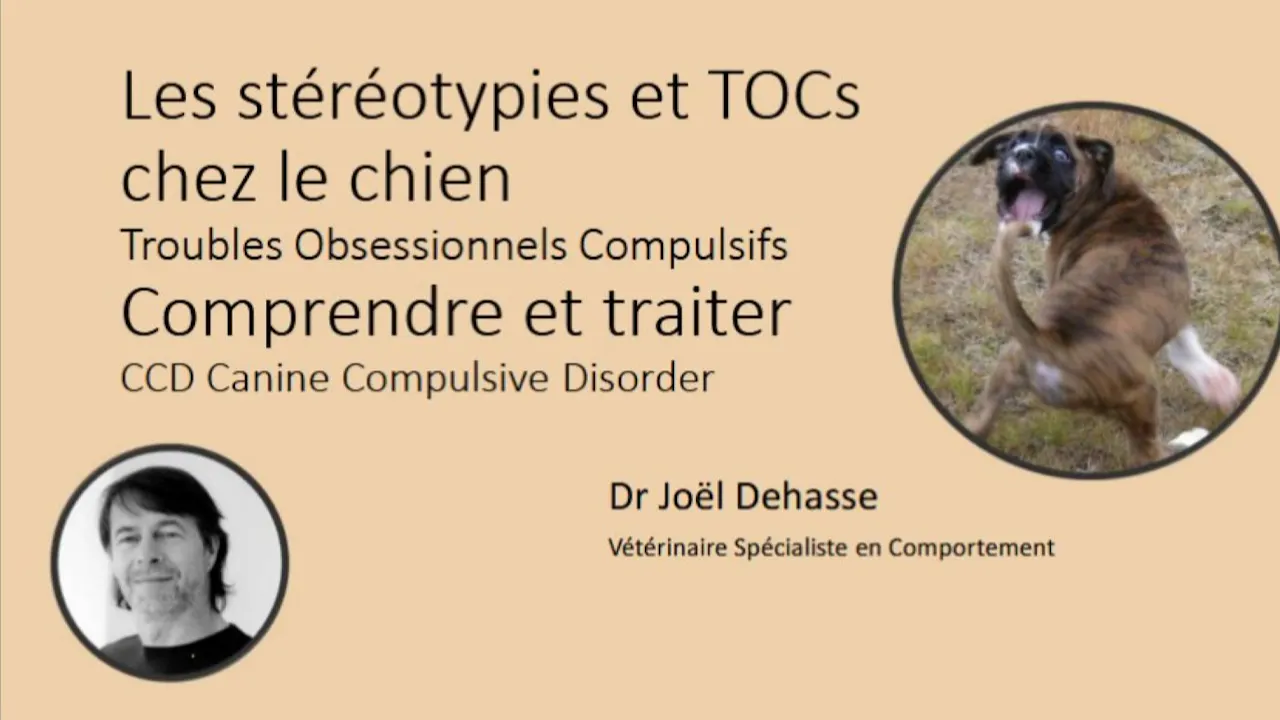 Stéréotypies (2025)