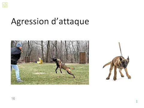 fccc4.15 - Agression d'attaque