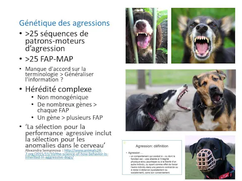 fccc4.03 - Génétiques des agressions