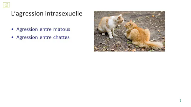 29 agression intrasexuelle