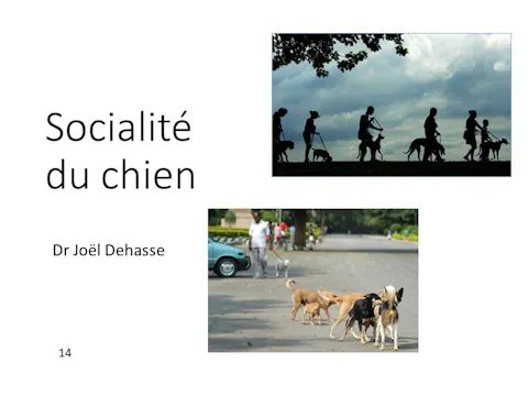 FCCC-3.3-Socialité du chien