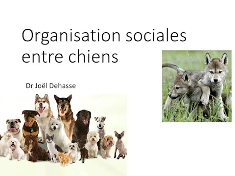 FCCC-3.11-Organisation Sociale chiens
