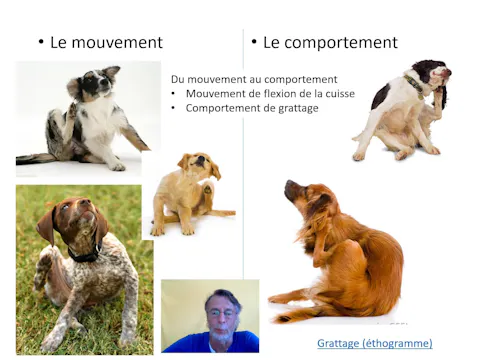 02 mouvement.à.comportement