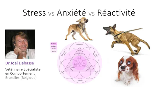 Stress Anxiété Réactivité (2020)