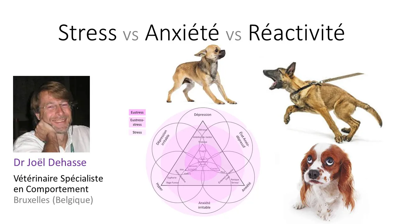 Stress Anxiété Réactivité (2020)