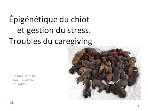 FCCC-3.5-Epigénétique Chiot
