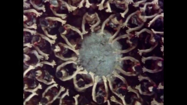 Ring of Fire - Episode 2