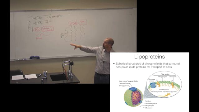 Ch. 15 (Part 2) - Lipids