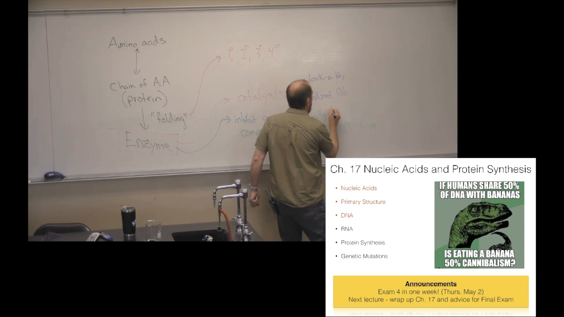 Ch. 17 (Part 1) - Nucleic Acids and Protein Synthesis