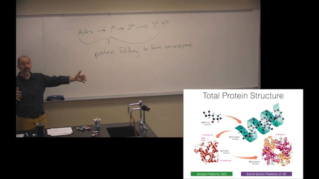 Ch. 16 (Part 2) - Amino Acids, Protei...