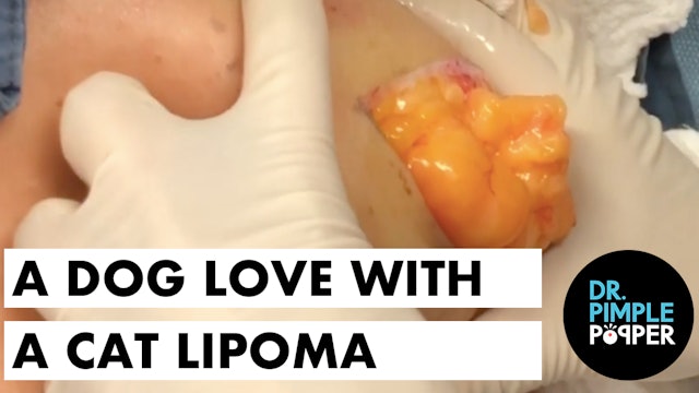 A Dog Lover with a Cat Lipoma