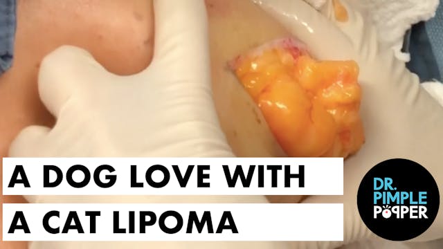 A Dog Lover with a Cat Lipoma