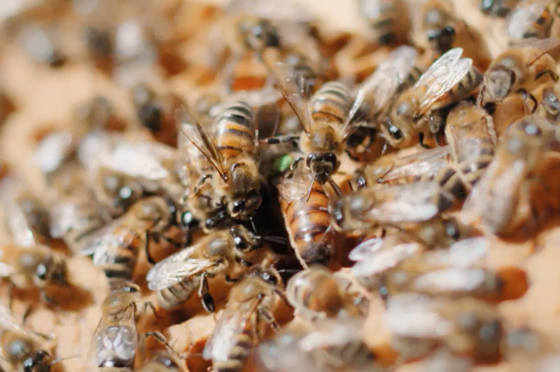 CENTENARY short film, audience reactions (director interview)