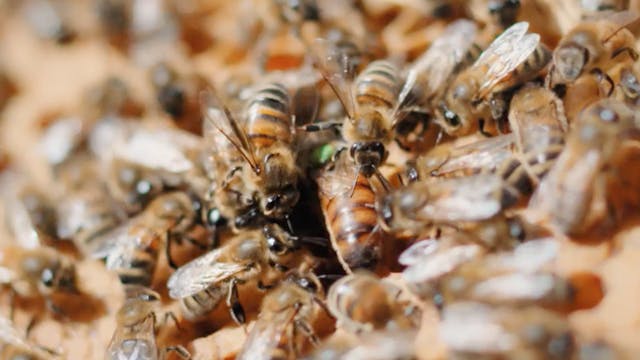 CENTENARY short film, audience reacti...