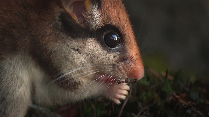 DORMOUSE DETECTIVES feature film, reactions SCIENCE & NATURE Festival