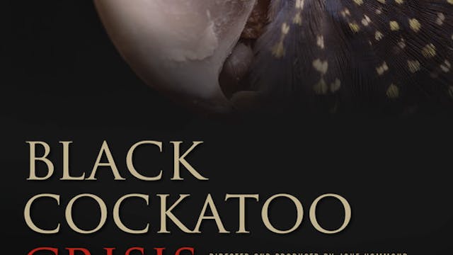BLACK COCKATOO CRISIS feature film, a...
