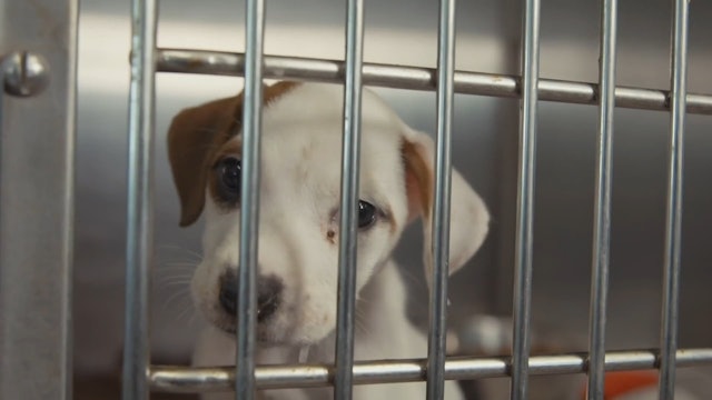 SHORT FILM TRAILER: Rescue Story- Saving Companion Animals