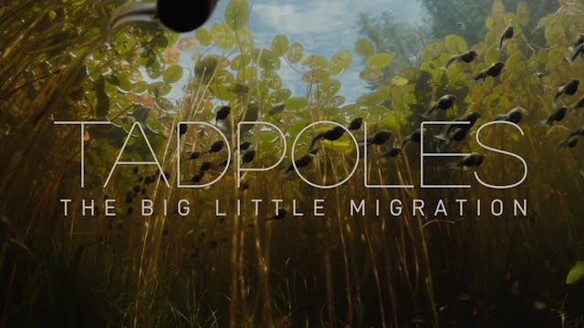 Tadpoles: The Big Little Migration Sh...