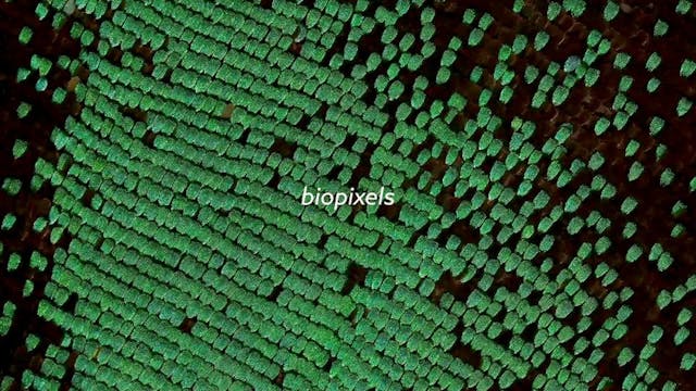 BIOPIXELS animation short, audience r...