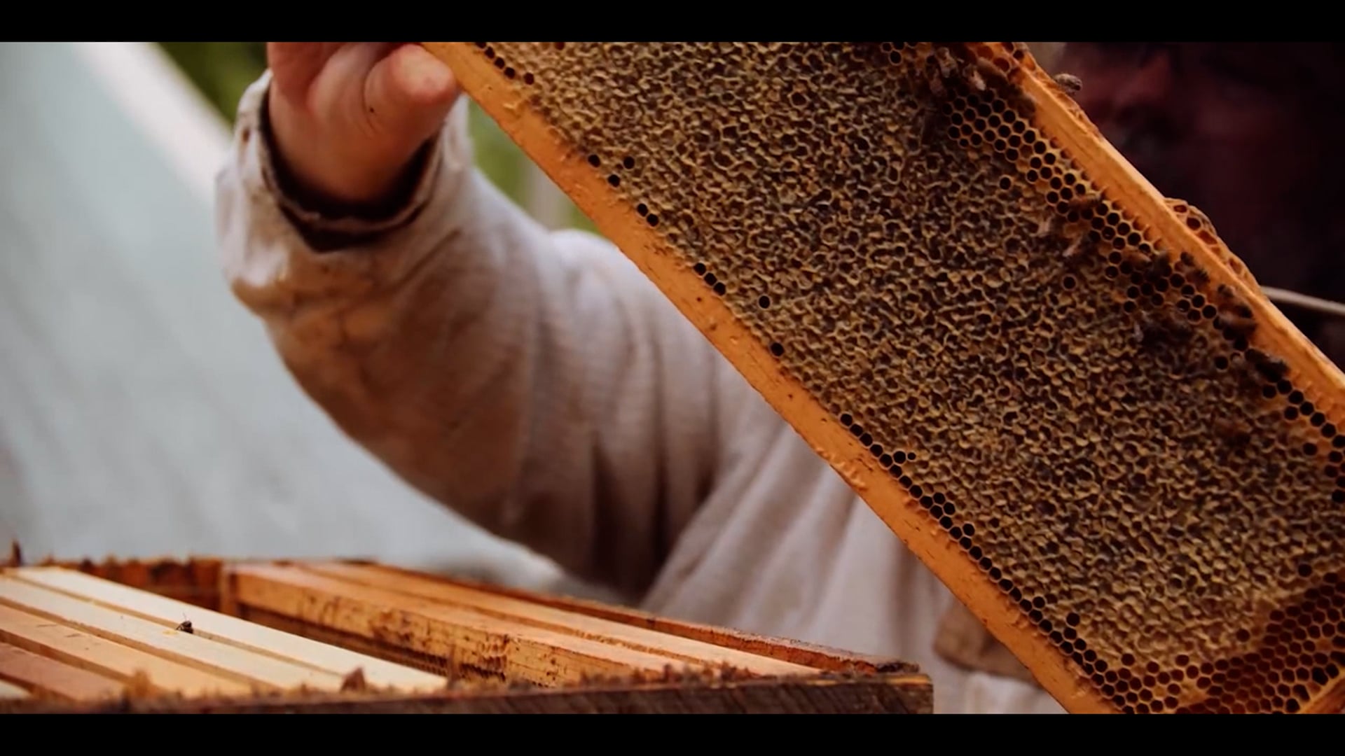 BEEHOLD, reactions CHICAGO Feedback Festival (interview)