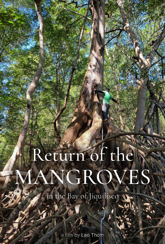 RETURN OF THE MANGROVES, reactions ENVIRONMENTAL Festival (interview)