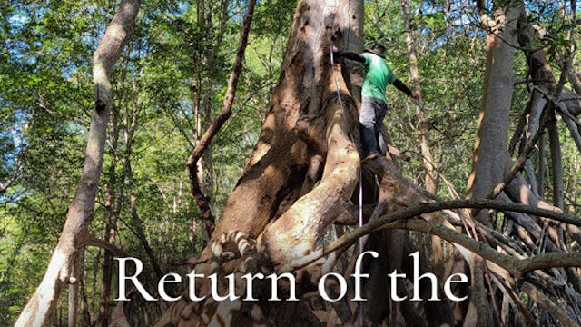 RETURN OF THE MANGROVES, reactions EN...