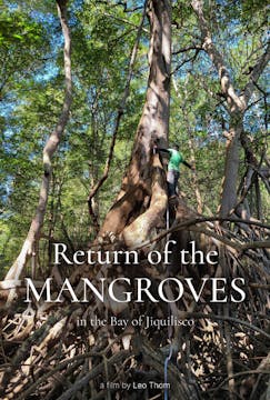 RETURN OF THE MANGROVES, reactions EN...