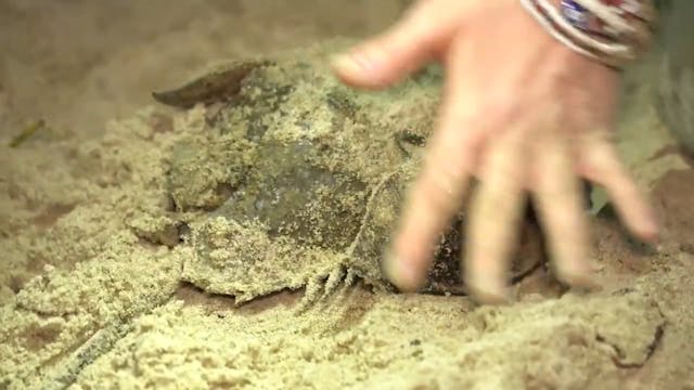 HORSESHOE CRABS, audience reactions (...