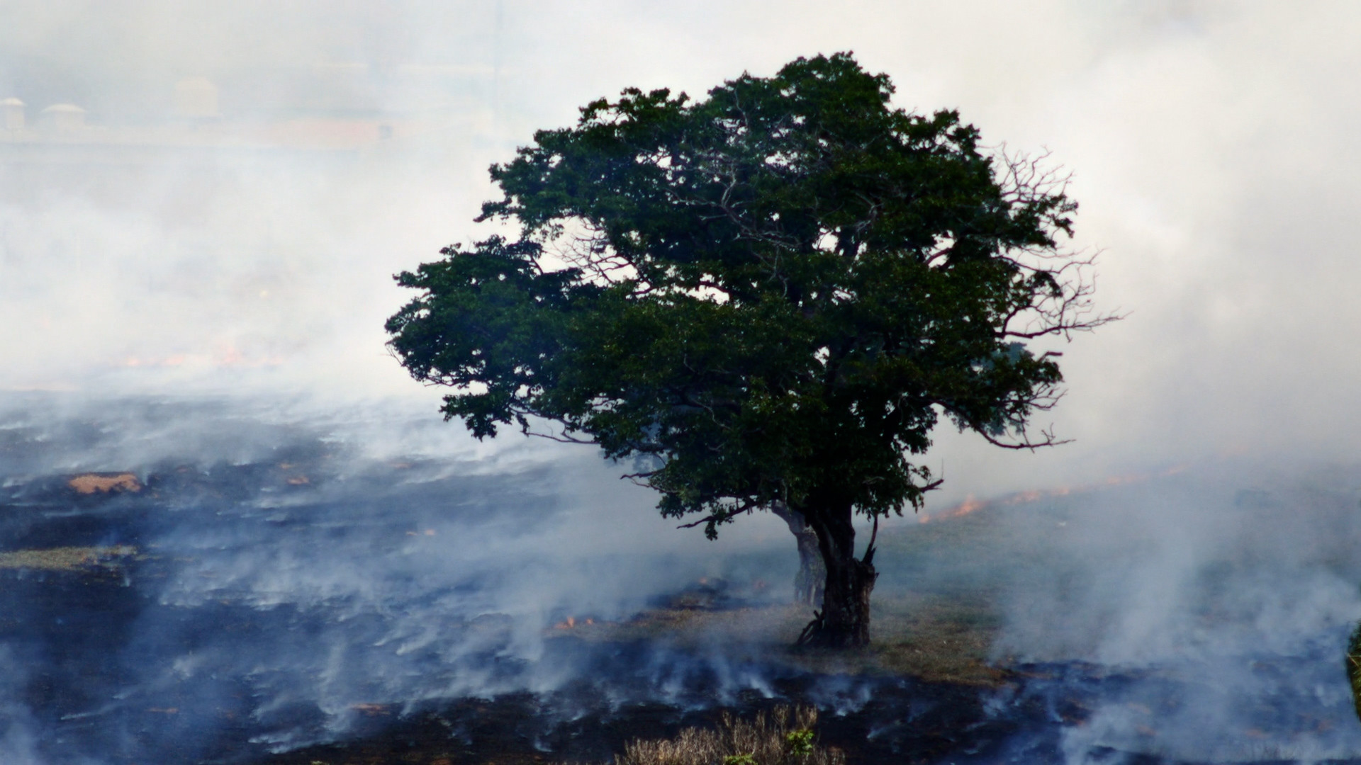 THE WORLD CRUZER short film, audience reactions (with filmmaker interview)