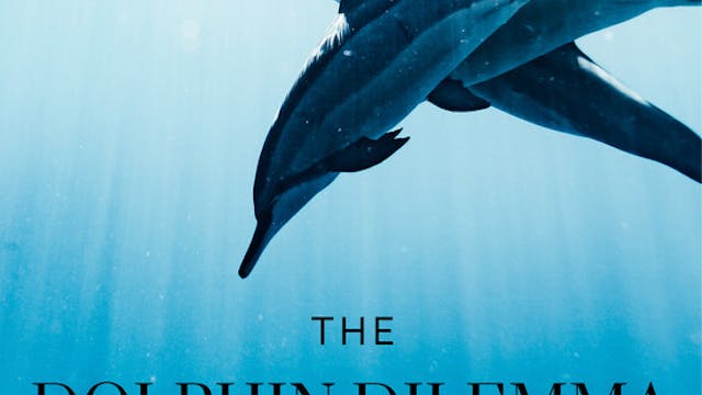 THE DOLPHIN DILEMMA short film, react...