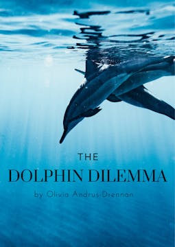 THE DOLPHIN DILEMMA short film, react...