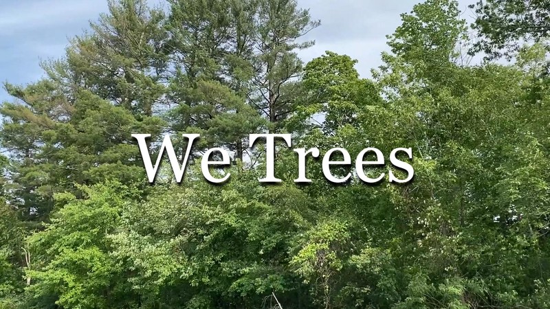 WE TREES, 3min., USA, Documentary/Environmental