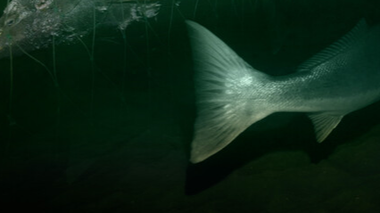 ENVIRONMENTAL SHOWCASE Festival - Dec. 7/8 event 