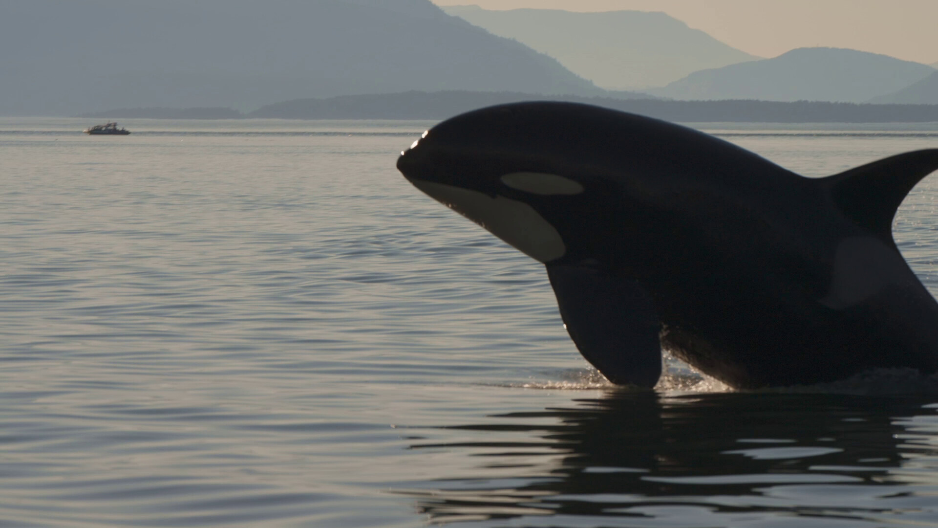 Watch Today's FREE Festival: DOC SHORTS - ENVIRONMENTAL Films Showcase