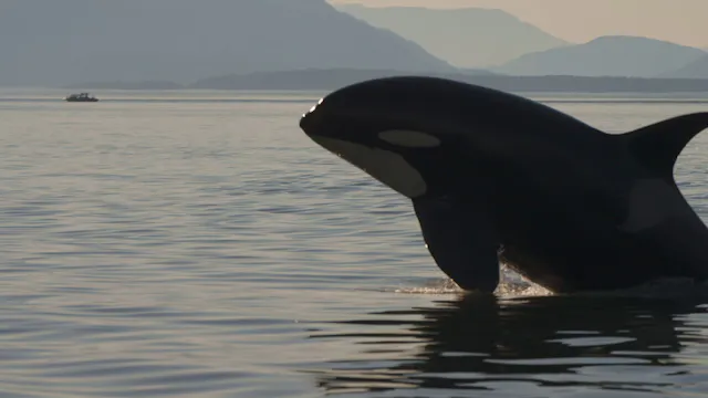 DOC SHORTS - ENVIRONMENTAL Films Show...