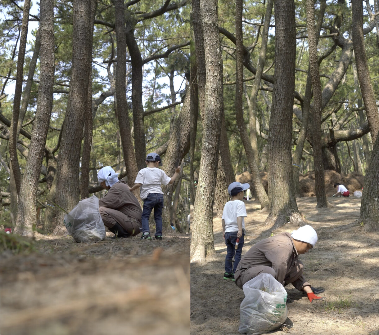 TREE GROVE FOREST COMMUNITY short film, reactions Toronto DOC Festival