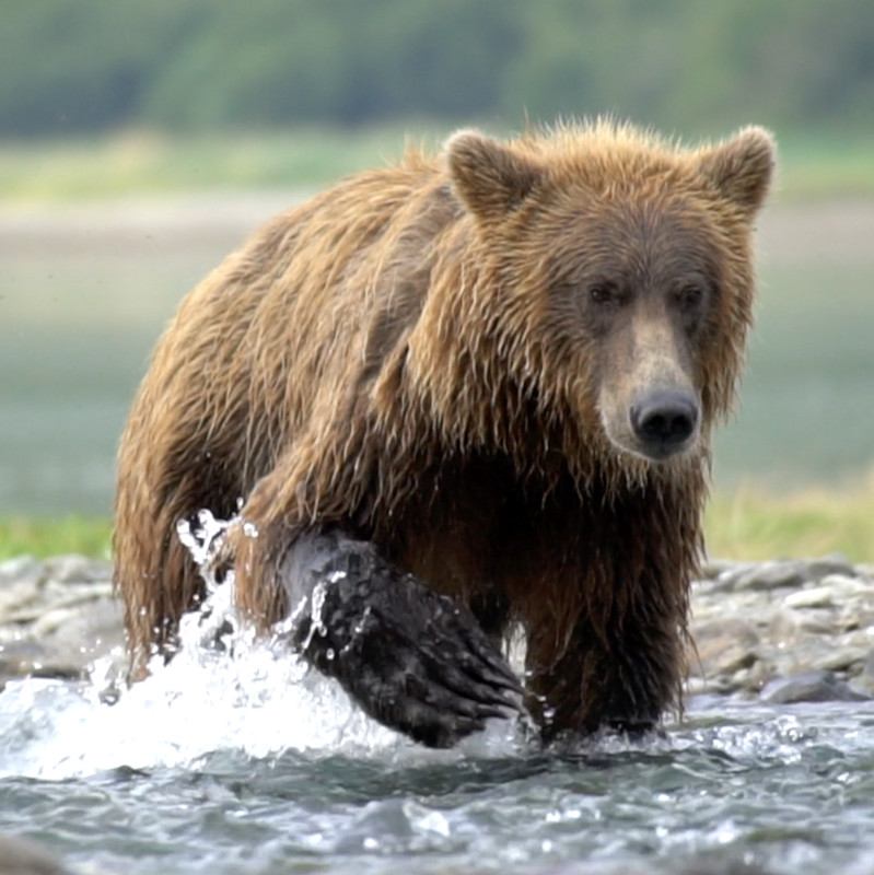 BEAR VIEWING: KATMAI NATIONAL PARK, ALASKA short film, audience reactions