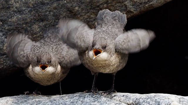 DIPPERS IN THE ALTAI IV; EMERGENCE OF...