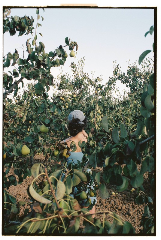 O POMAR short film, LGBTQ+ Festival review