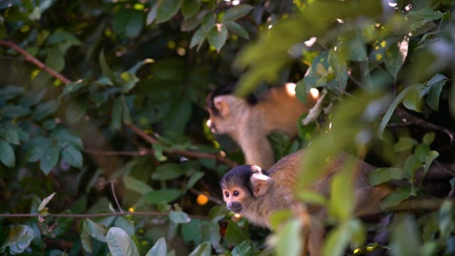 Still River, Silent Jungle Short Film...