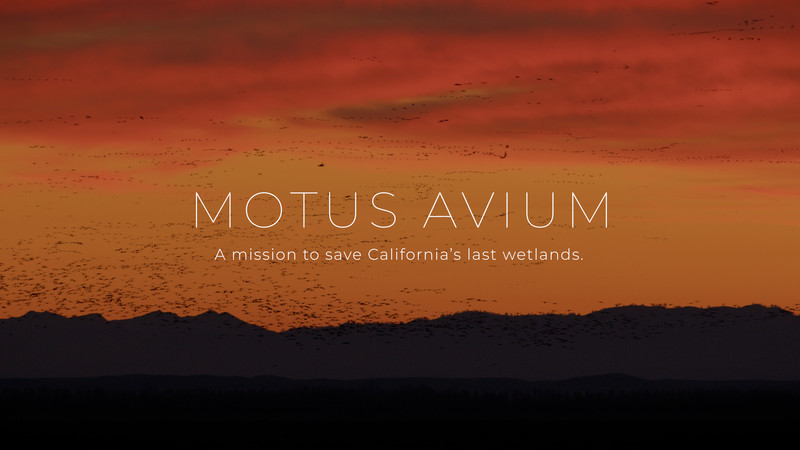 Motus Avium: A Mission to Save California's Last Wetlands short (director int.)