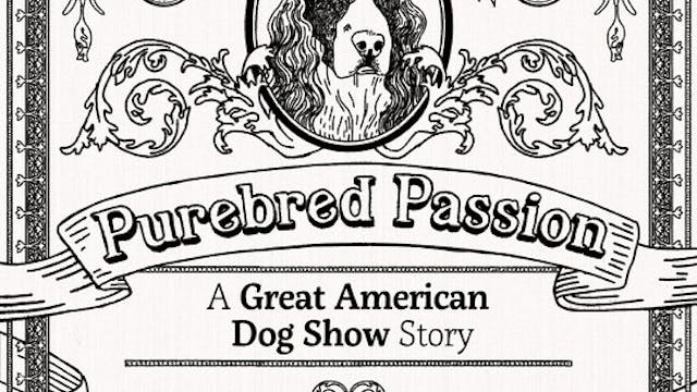PUREBRED PASSION short film, reaction...